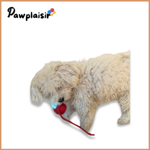 Balle interactive avec capteur de mouvement Pawplaisir ™